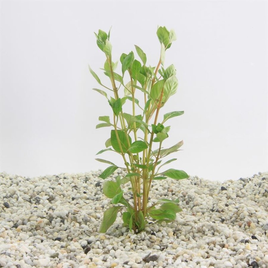Ludwigia Palustris Rood | Super Red | in 5 cm pot