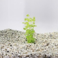 Lysimachia Aurea | Penningkruid | in 5 cm pot