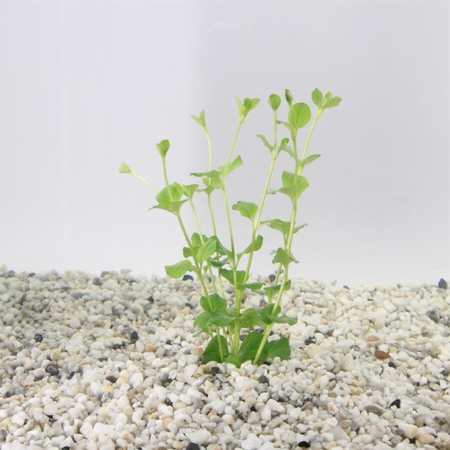 Lysimachia Nummularia | Penningkruid | in 5 cm pot