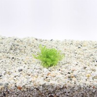 Micranthemum | Parelkruid | in 5 cm pot