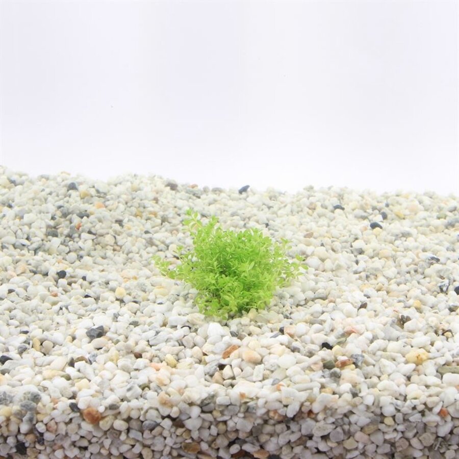 Micranthemum | Parelkruid | in 5 cm pot