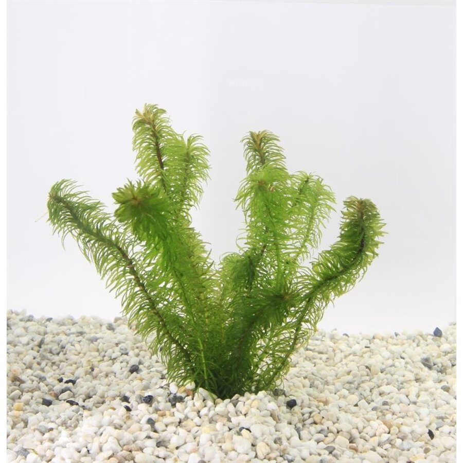 Najas | Nimfkruid | in 5 cm pot