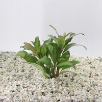 Nomaphila Siamensis in 5 cm pot