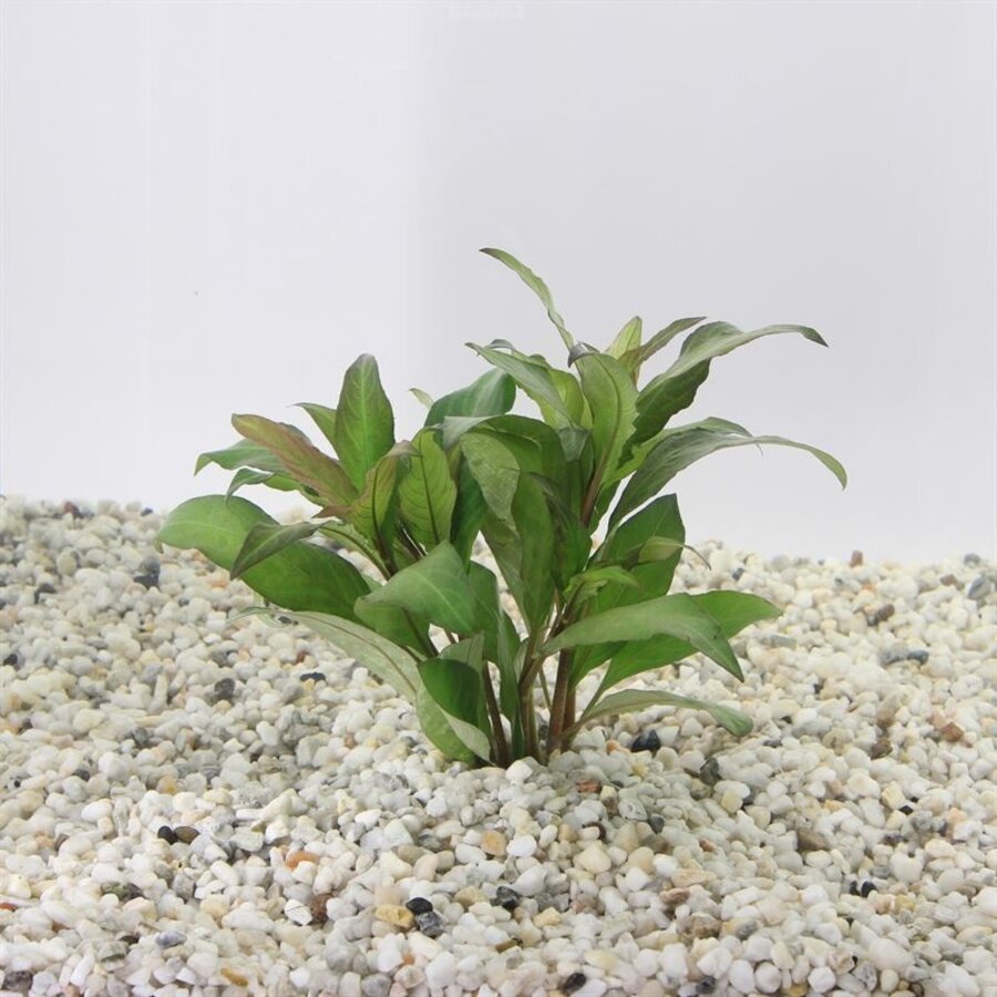 Nomaphila Siamensis in 5 cm pot