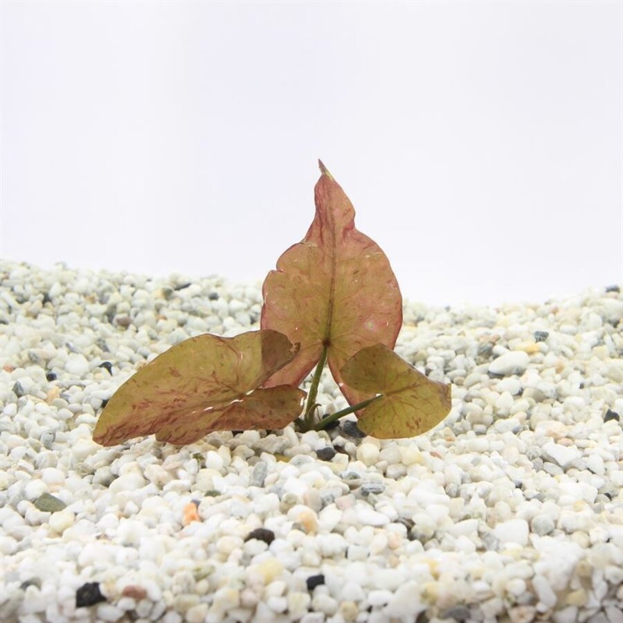 Nymphaea Lotus Rood | Rode Tijger Lotus | in 5 cm pot