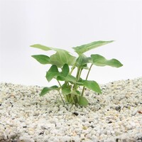Saururus Cernuus | Leids Plantje | in 5 cm pot