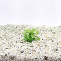 Stauroqyne Rubescens in 5 cm pot