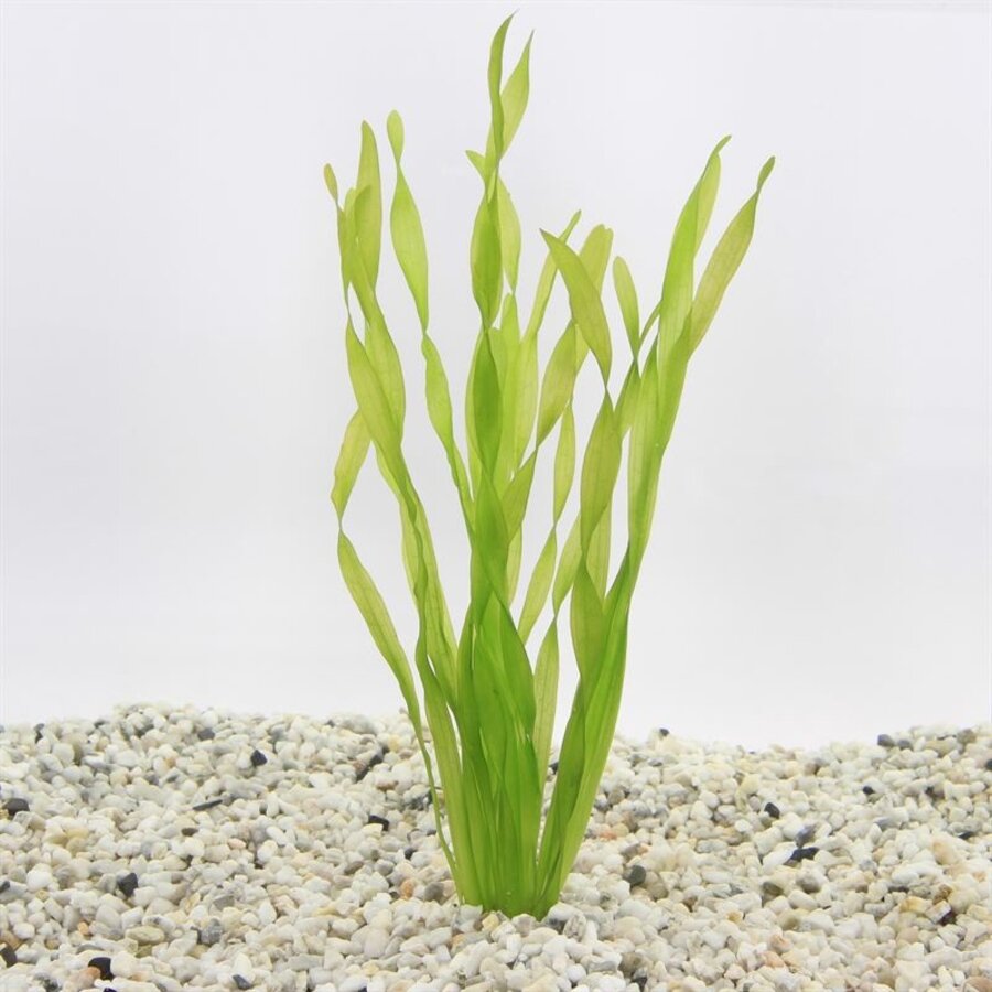 Vallisneria Asiatica | Schroefvallisneria | in 5 cm pot