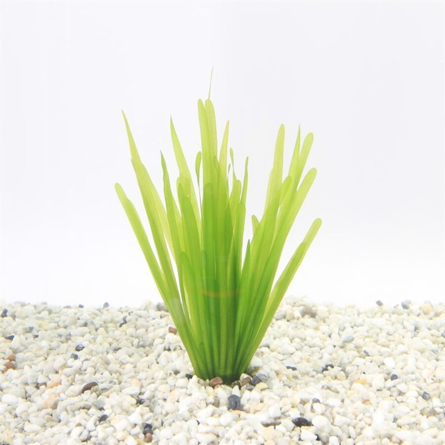 Vallisneria Spiralis | Rechte Vallisneria | in 5 cm pot