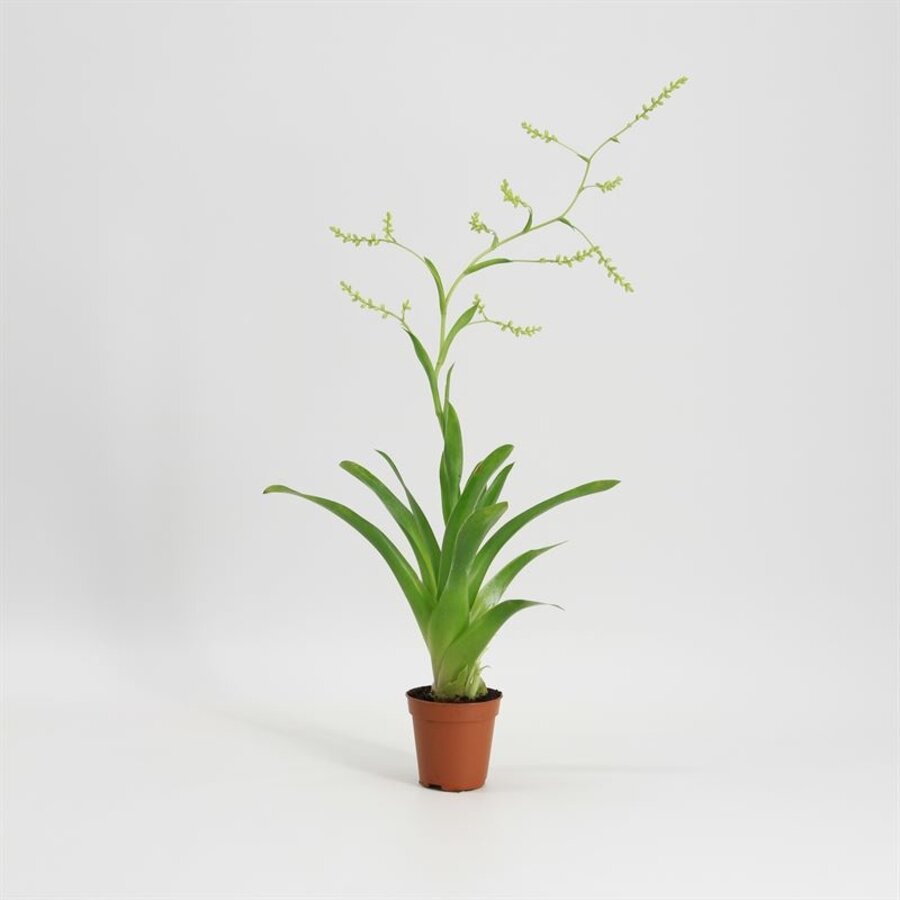 Catopsis Bromelia | In 5 cm pot