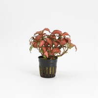 Fittonia Forest Flame | Mozaïekplant | in 5 cm pot