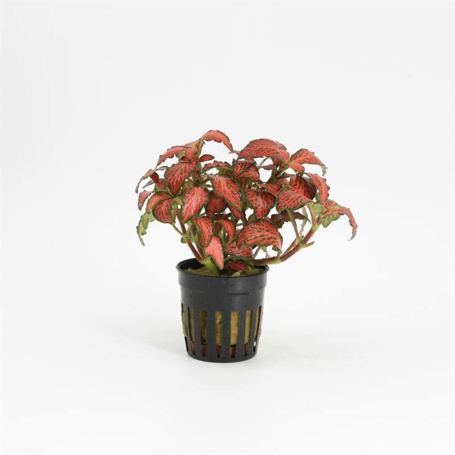 Fittonia Forest Flame | Mozaïekplant | in 5 cm pot