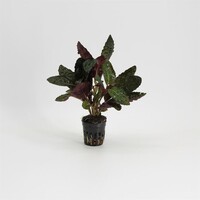 Hemiographis Colorata in 5 cm pot