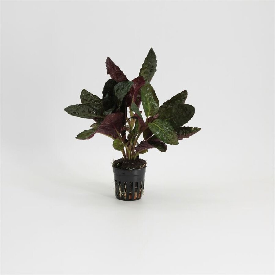Hemiographis Colorata in 5 cm pot