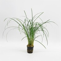 Ophiopogon Japonica in 5 cm pot