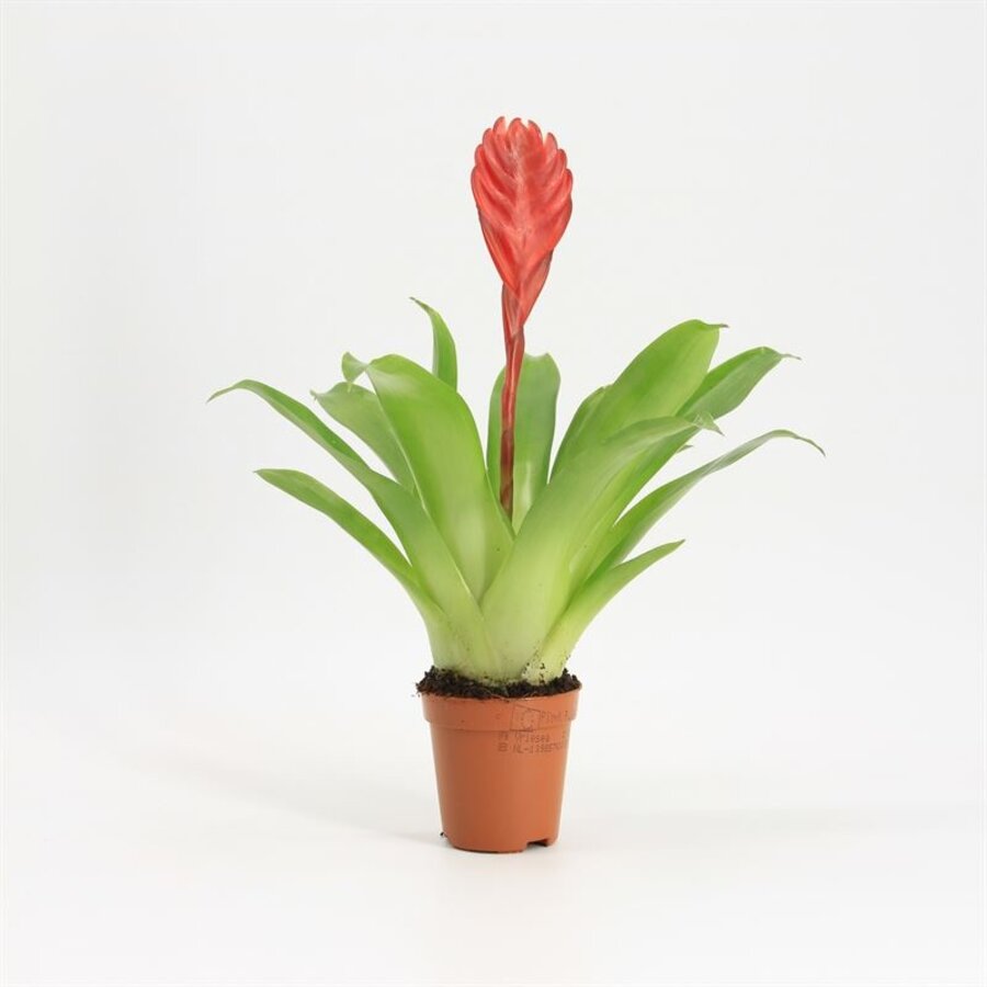 Vriesea Bromelia in 5 cm pot