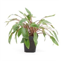 Cryptocoryne Mix in 9CM pot