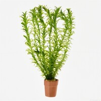Elodea Densa | Waterpest |Terracotta potje in Beker
