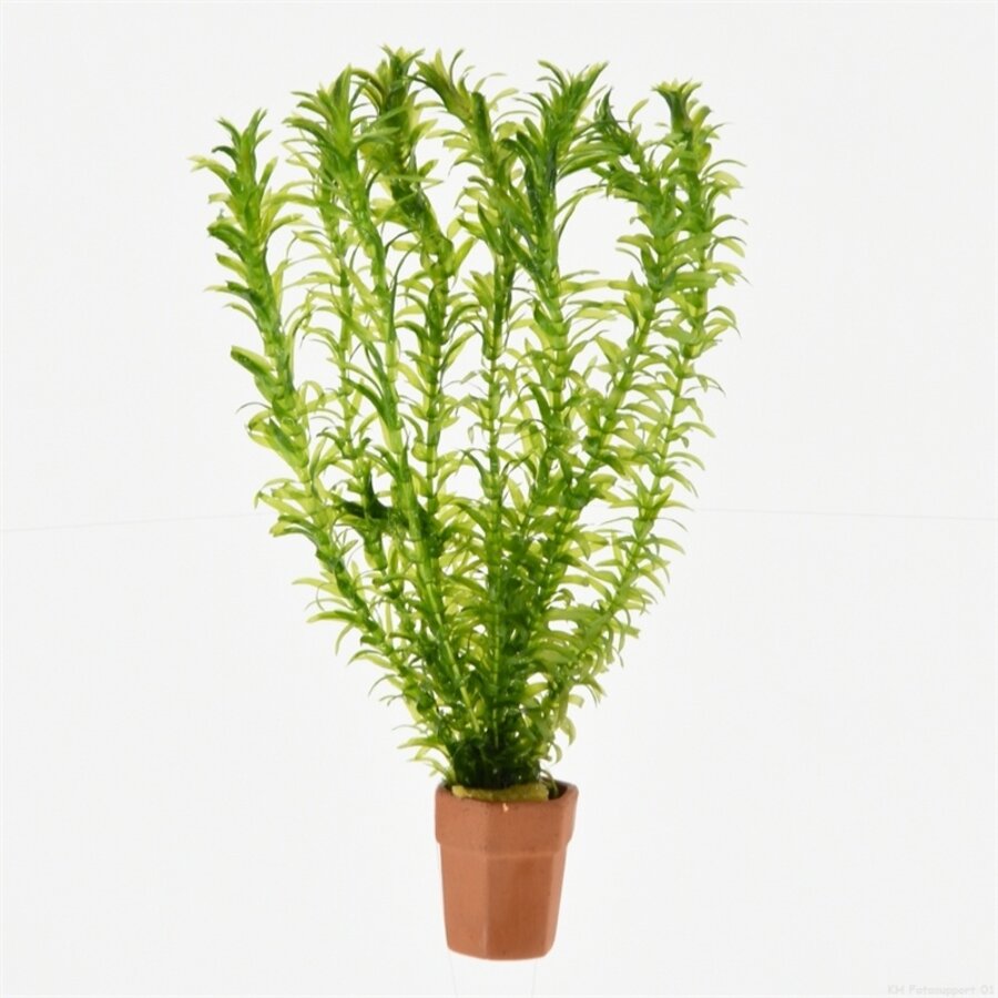 Elodea Densa | Waterpest |Terracotta potje in Beker