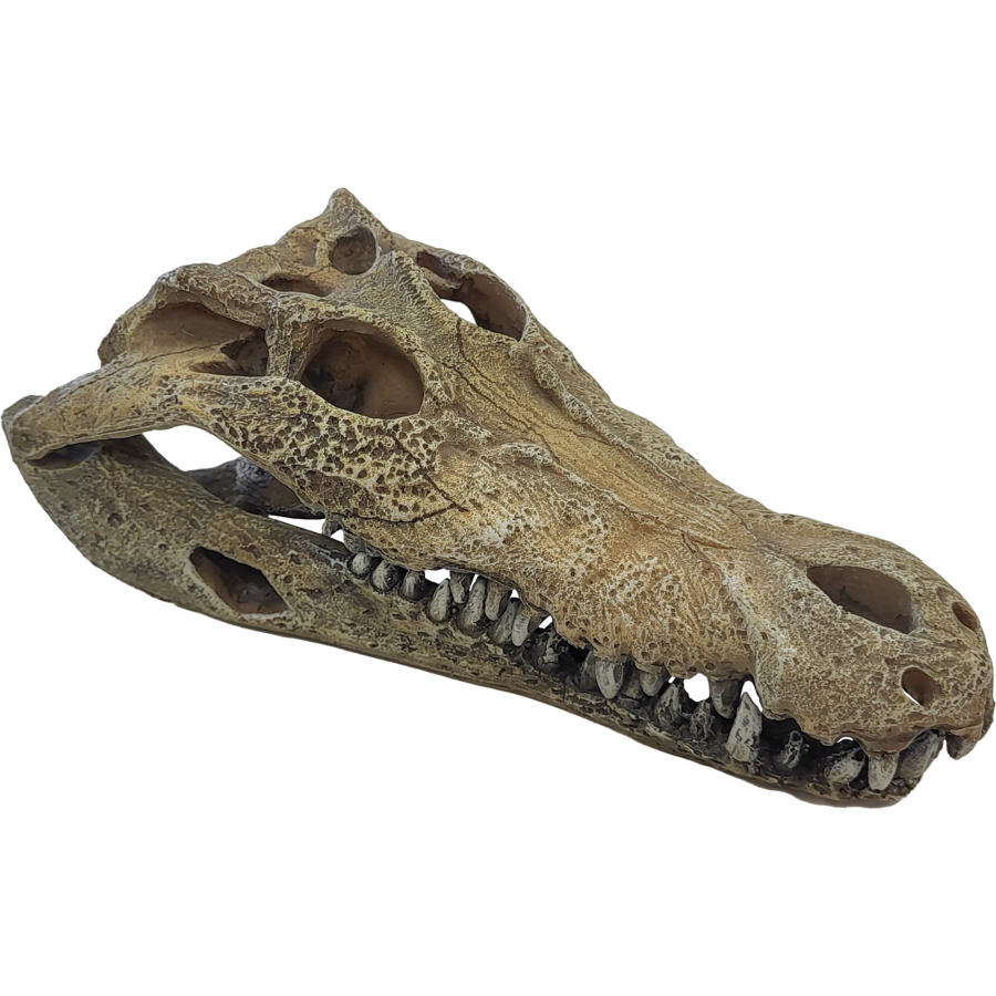 Krokodillenschedel terrariumdecoratie met schuilplaats en zonneplek | L en XXL