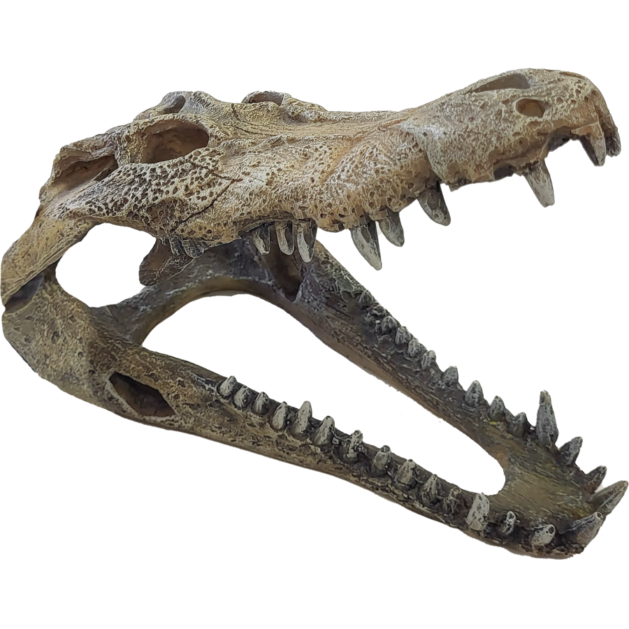 Krokodillenschedel terrariumdecoratie met schuilplaats en zonneplek | L en XXL