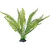 Plant Standing Fern
