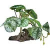 Plant On Deco Begonia