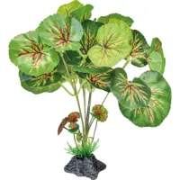 Staande terrariumplant met ronde bladeren | 46 cm | onderhoudsvrije schuilplant