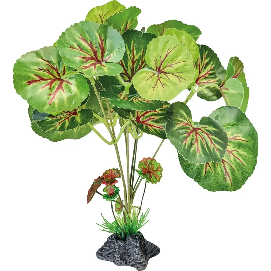 Staande terrariumplant met ronde bladeren | 46 cm | onderhoudsvrije schuilplant