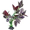 Plant Standing Purple Leaves
