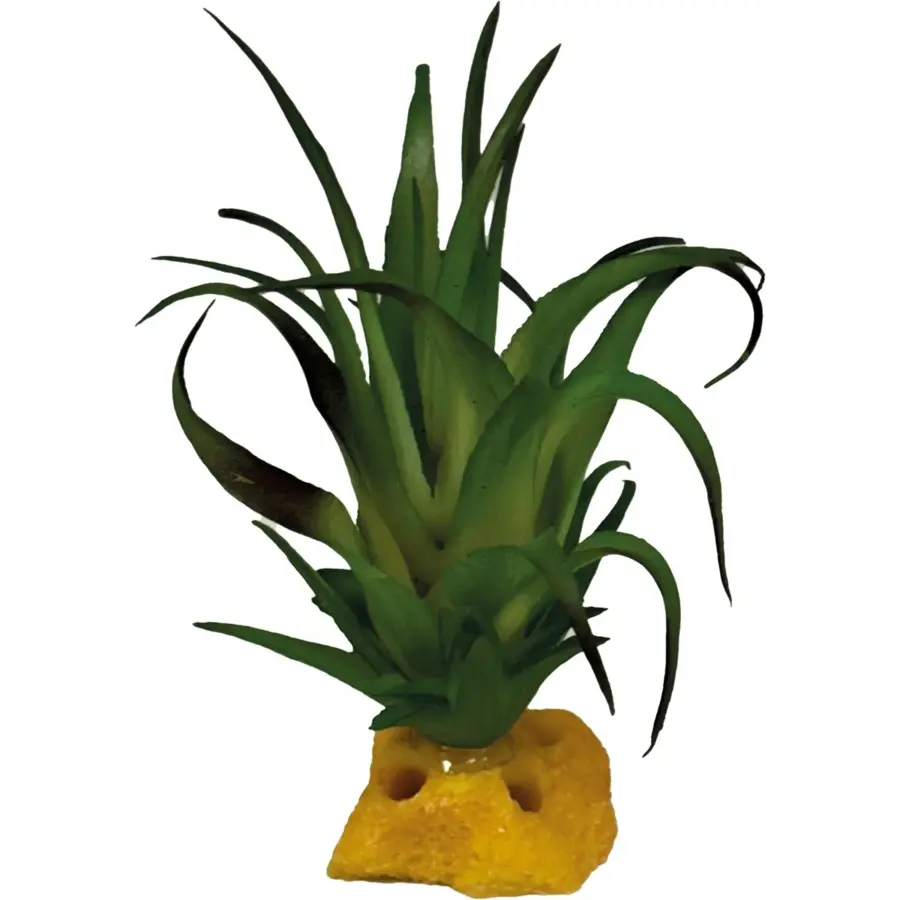 Plant Tillandsia