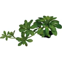 Kunstplant Succulent Green XL voor terrariumdecoratie