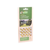 FoliseVital 12 Capsules