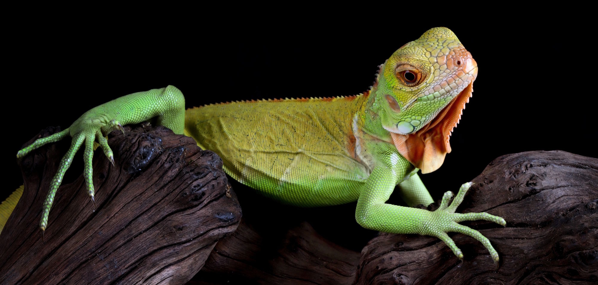 Rode Iguana