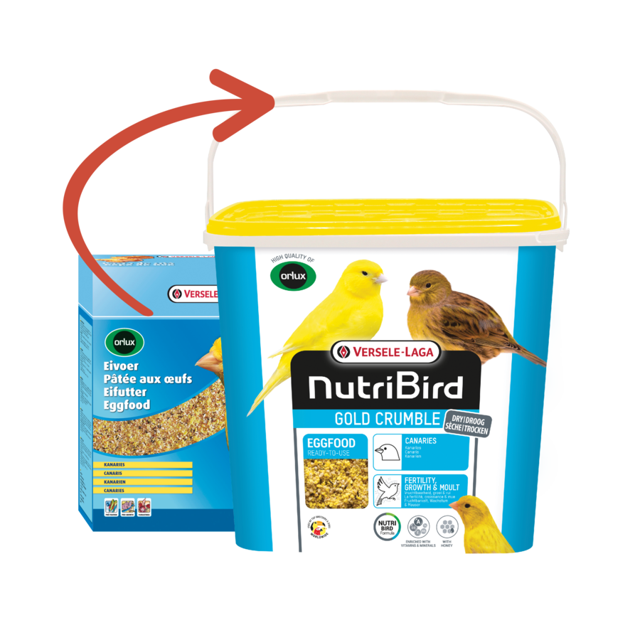 Gold Crumble Kanarie