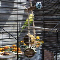 Zitstok fruit & zaden +/-150g