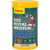 Koi Royal Medium