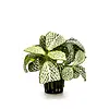Fittonia ‘Mini White’ In 5 CM Pot