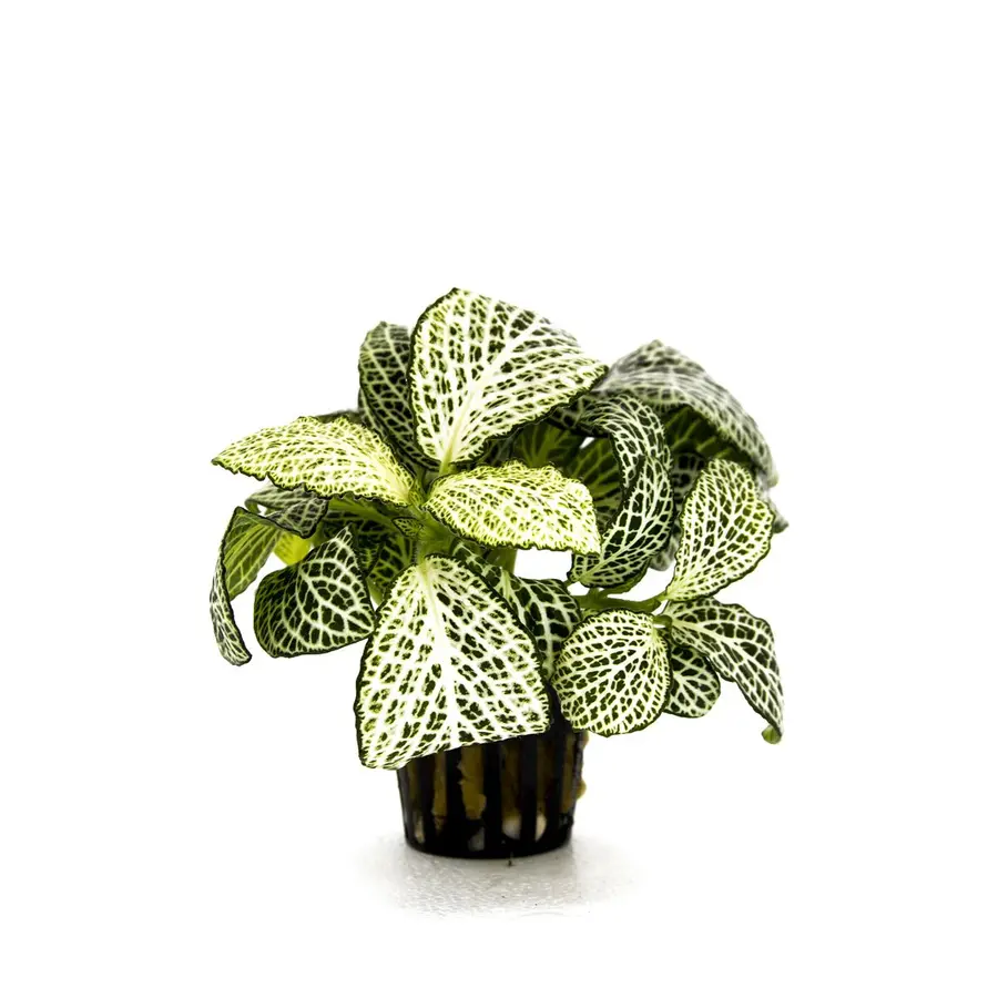 Fittonia ‘Mini White’ In 5 CM Pot