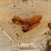 Porcellio Laevis "Orange" +/- 11 stuks