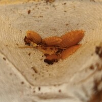 Porcellio Laevis "Orange" +/- 11 stuks