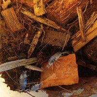 Porcellionides Pruinosus "Oreo Crumble" Ca. 20 stuks