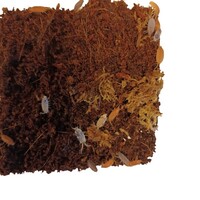 Pissebedden mix levend | terrarium opruimers en voedseldieren | ca. 20 stuks