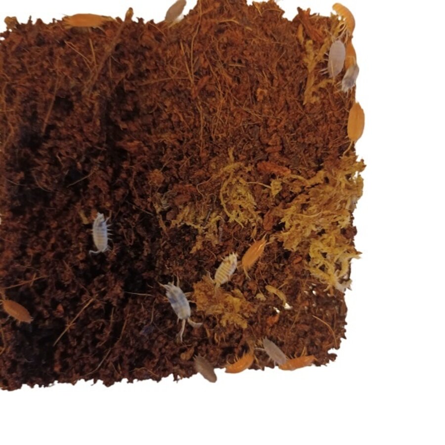 Porcellionides Pruinosus "mix" Ca. 20 stuks