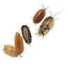 Porcellio Laevis “mix” Ca. 12 stuks