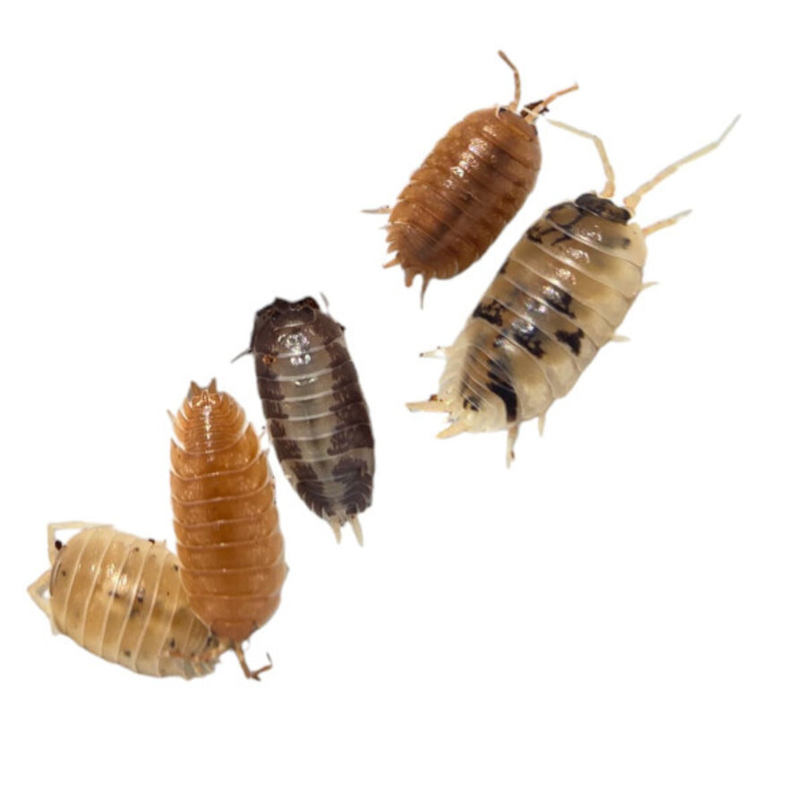 Porcellio Laevis “mix” Ca. 12 stuks
