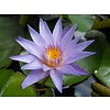 Nymphaea Micrantha | Tri-coloured lotus | Losse plant