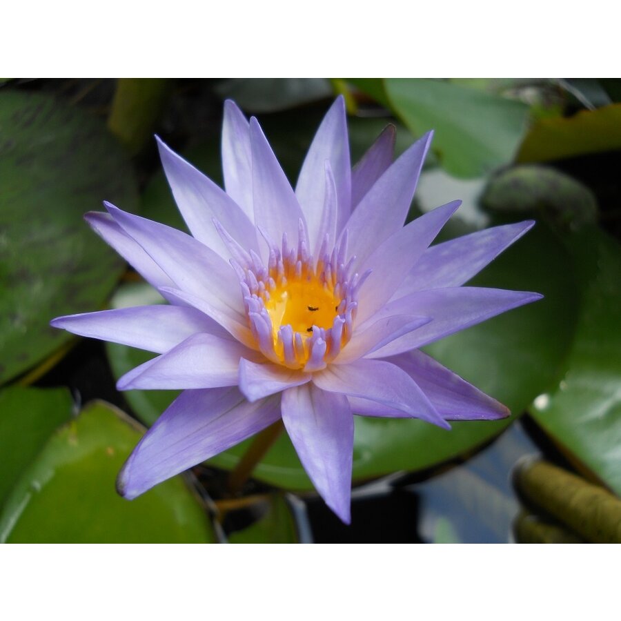 Nymphaea Micrantha | Tri-coloured lotus | Losse plant