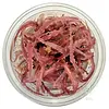 Cryptocoryne Balansae 'Pink' - In Vitro Cup