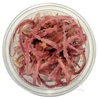 Cryptocoryne Balansae 'Pink' - In Vitro Cup